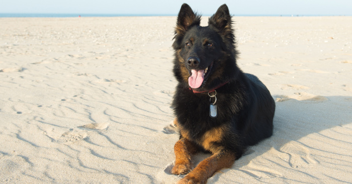 Les Meilleures Plages Accueillant Les Chiens En Italie 2019