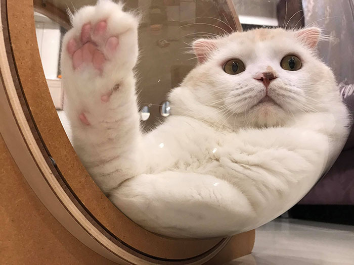 myzoo studio cat bed