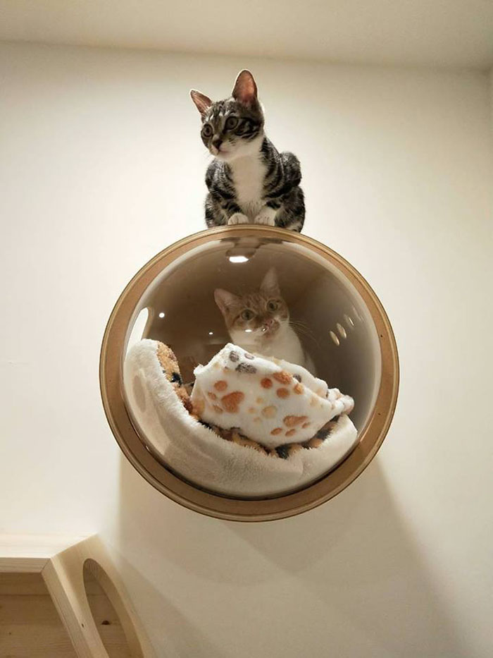 The Idealist Cat Video The Idealist Cat Video
