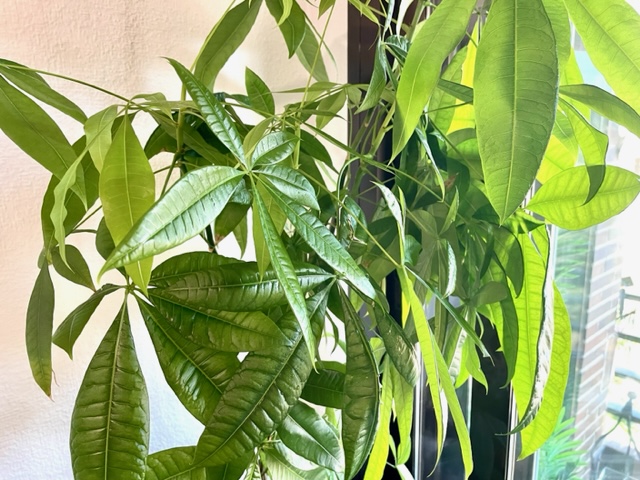 Planta Pachira