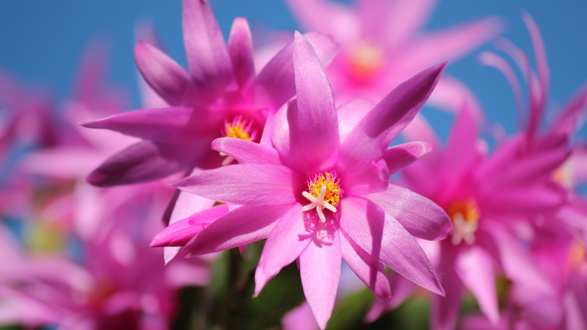 cactus di natale