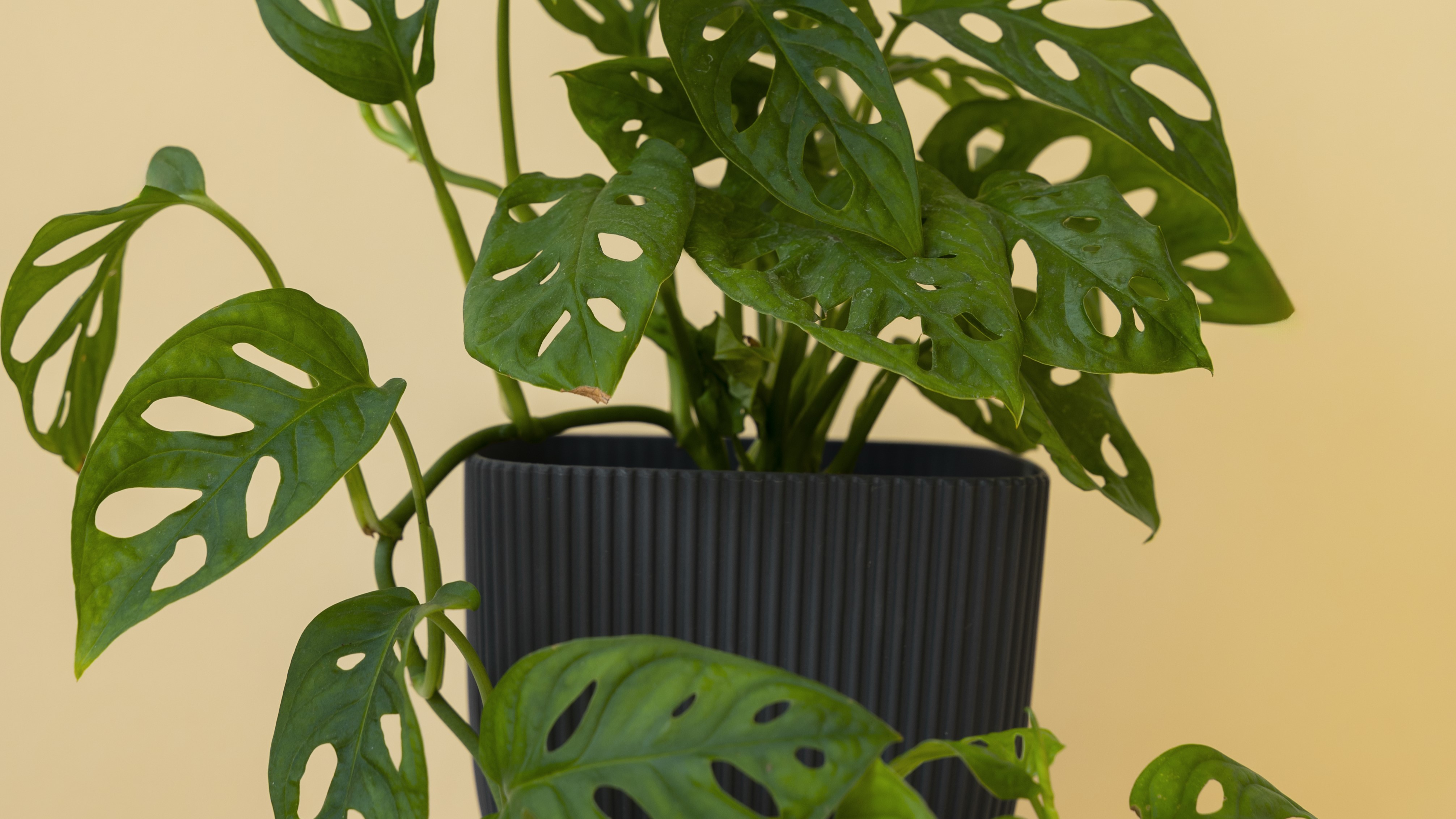 monstera adansonii