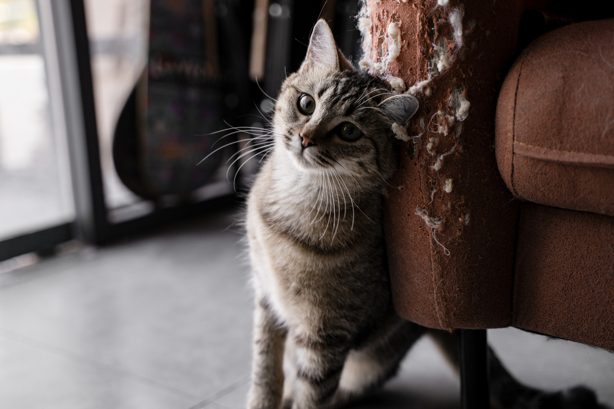 Tessuti a prova di gatto