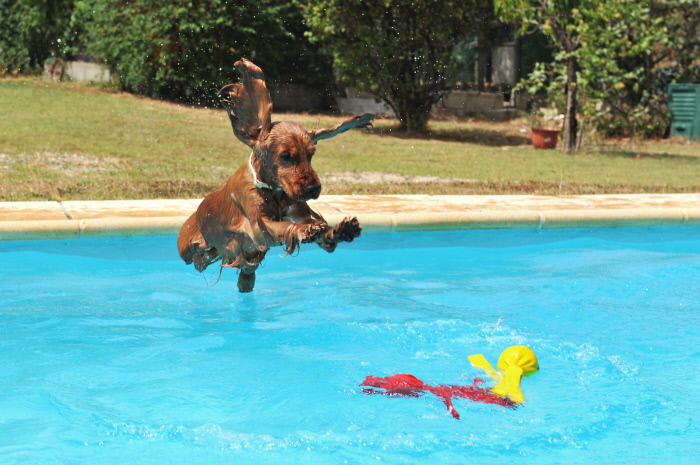 vacanze pet friendly