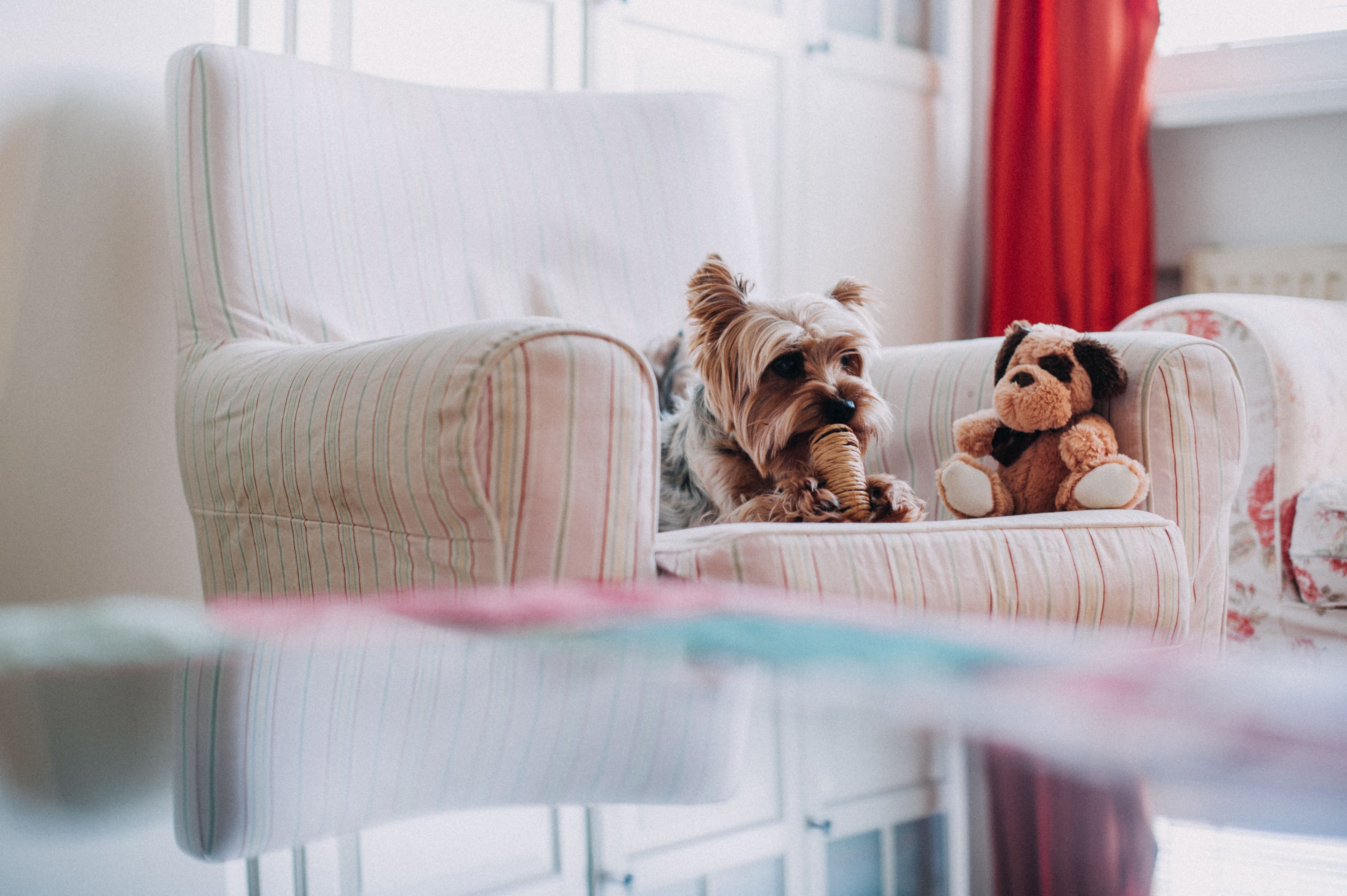 Se avete cani in casa, dovete scegliere con cura i rivestimenti