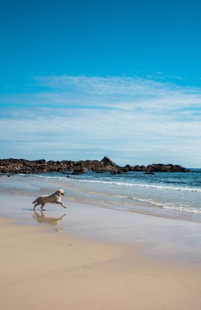 Ga op vakantie met je huisdier / @paulthomas/Unsplash