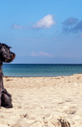 Spiagge per cani