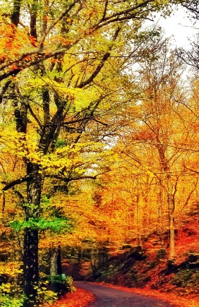Foliage Italia