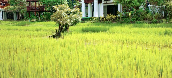 dhara_dhevi6
