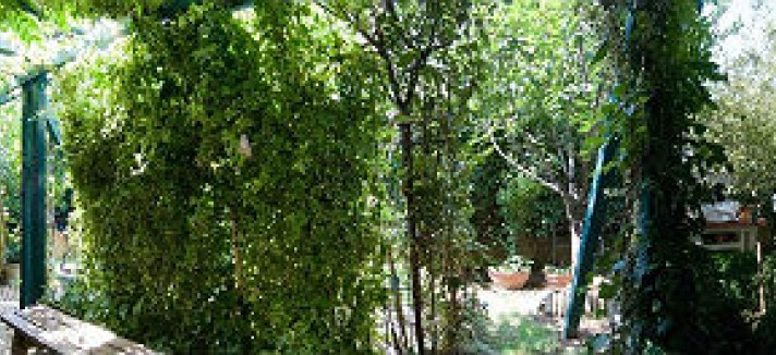 mogliano
