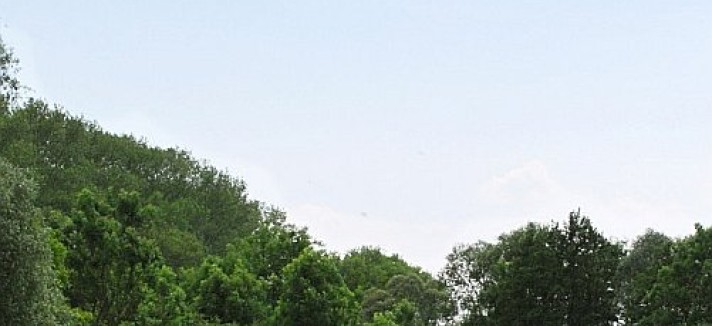 bosque