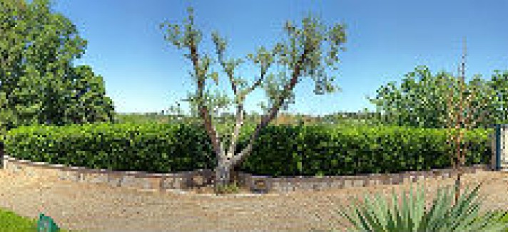 cegliemessapica