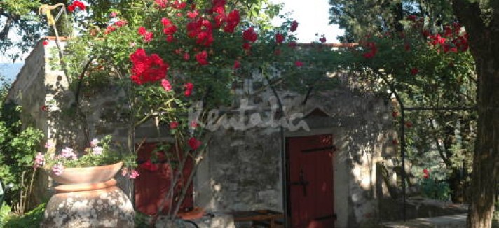 img1788965_g