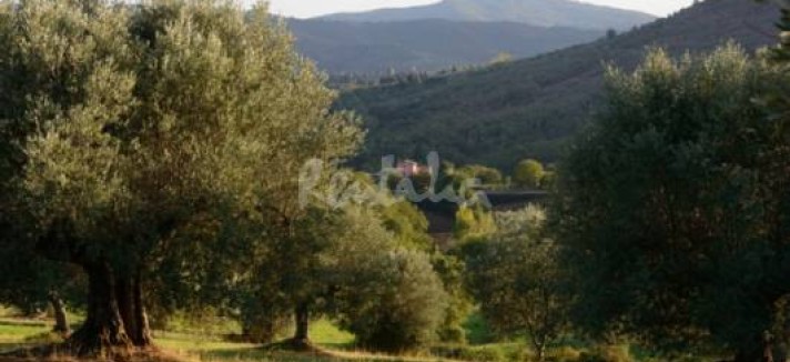 img1907392_g