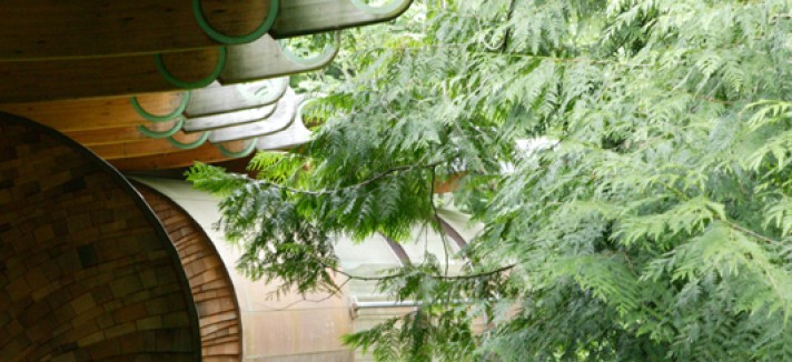treehouse5