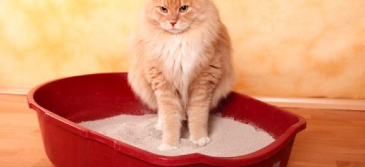 11cat
