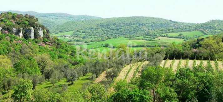 rentalia-saturnia-22