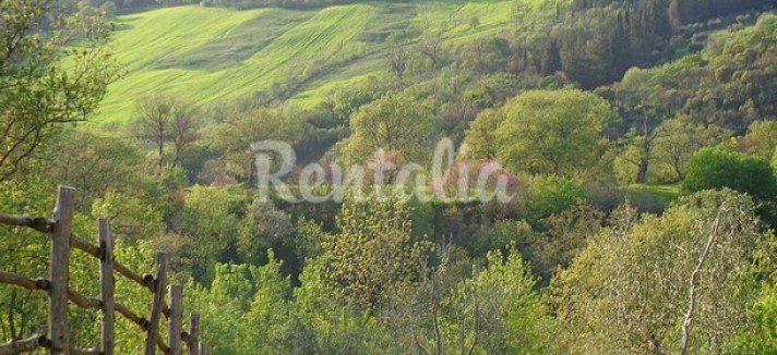 rentalia-saturnia-24