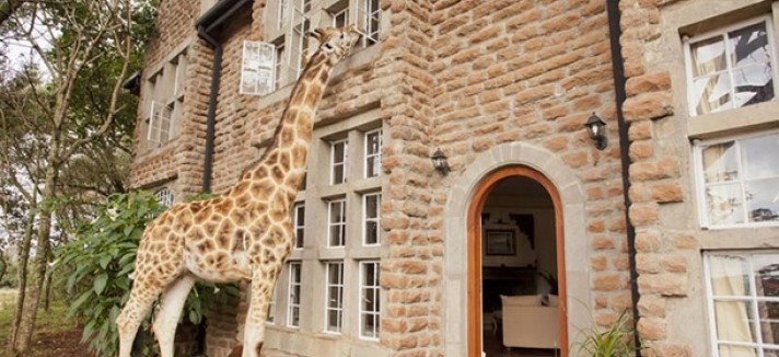 giraffe-manor-9