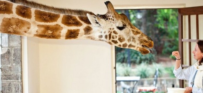 giraffe-manor3