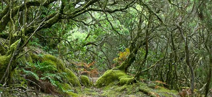 parque_nacional_de_garajonay_la_gomera