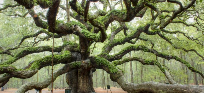 angel-oak