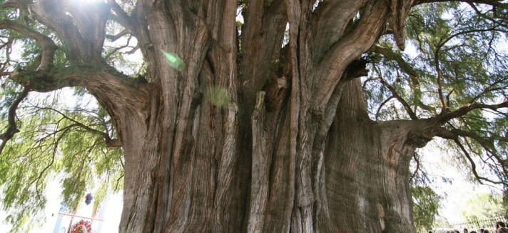 arbol-del-tule