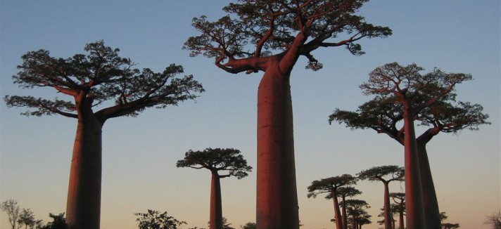 baobab