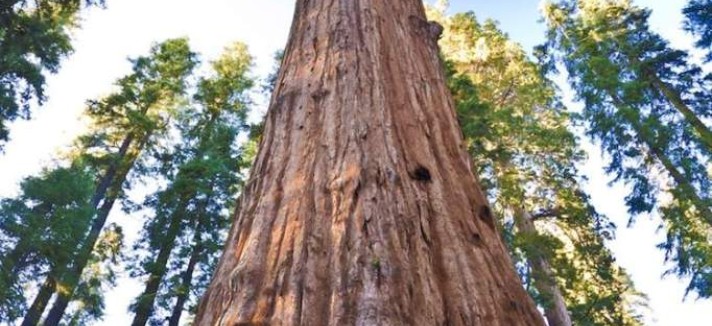 general-sherman-tree-sequoia-national-park-1-682x1024