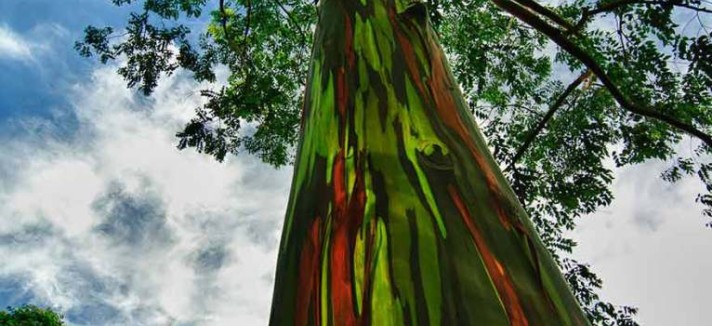 the-rainbow-eucalyptus-kauai-766x1024