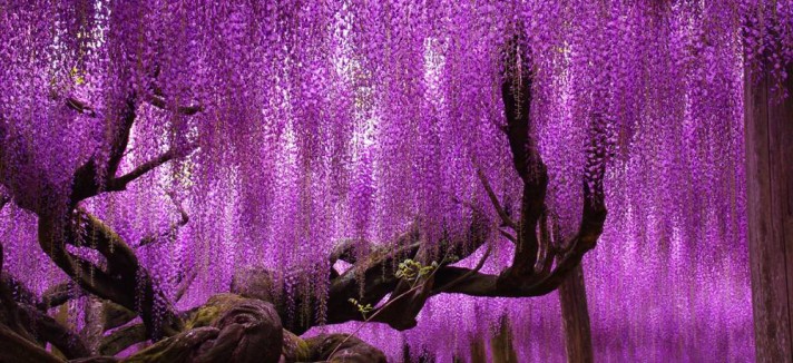 wisteria-tree-ashikaga-flower-park-japan