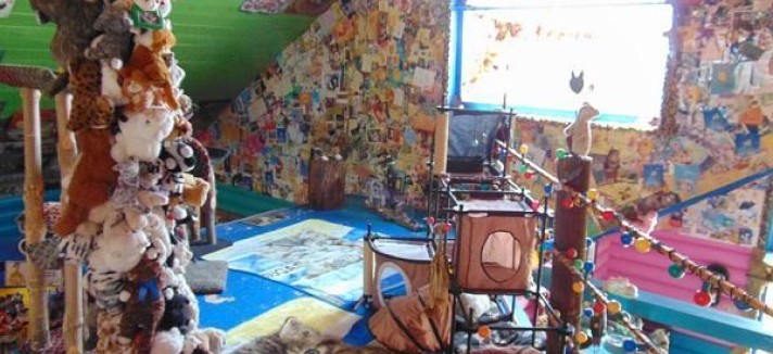 craziest-cat-house-ever-stanford-concho-arizona-1