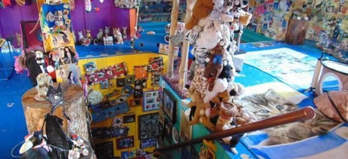 craziest-cat-house-ever-stanford-concho-arizona-3