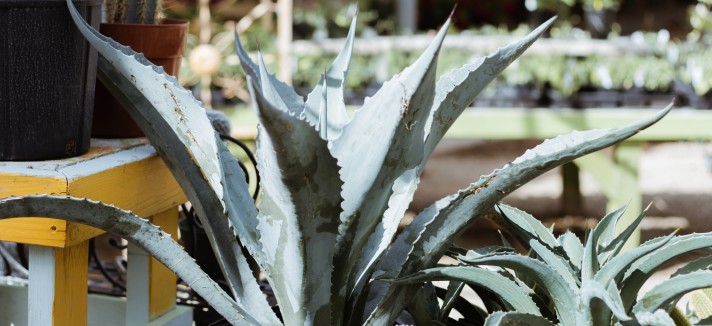 Agave, cattiva energia
