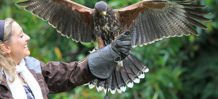 ashford_castle_falconry