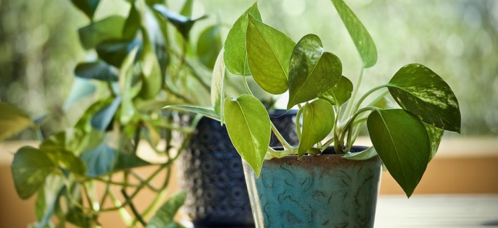 Pothos, assorbe energia buona e cattiva