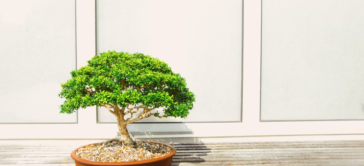 Bonsai, cattiva energia