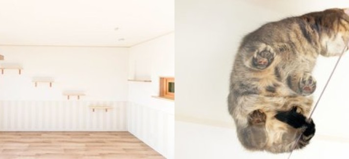cats