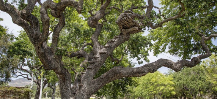 arbol_0