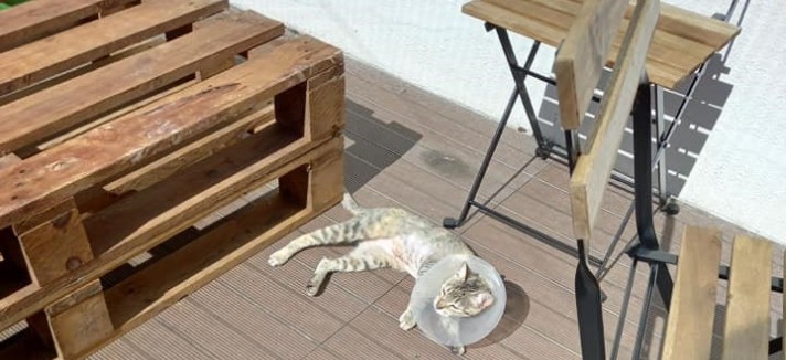 gatos_3_ao_sol