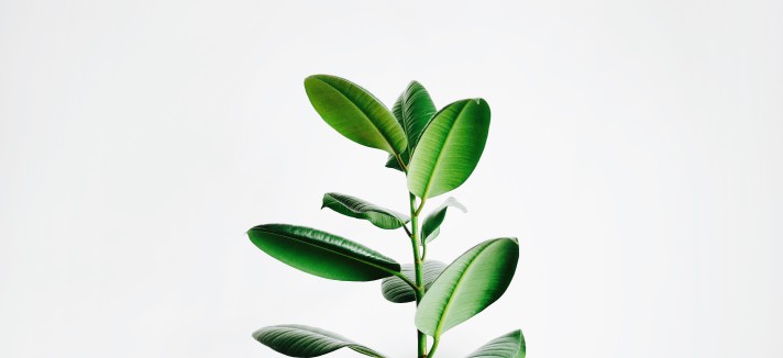 igor-son-fv_pxcqgtwc-unsplash