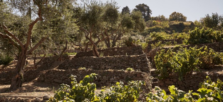 Vigneto Grecia