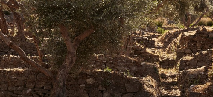 Vigneto Grecia