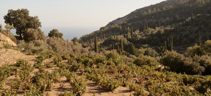 Vigneto Grecia