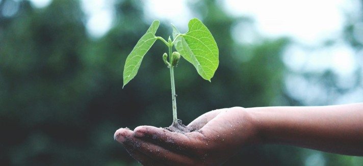 plantas de interior