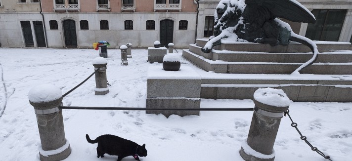 gatti a Venezia
