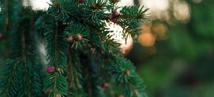 quando si fa e quando si toglie l'albero di natale