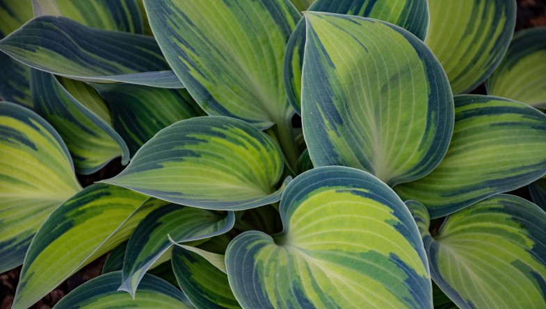 coltivare l'hosta