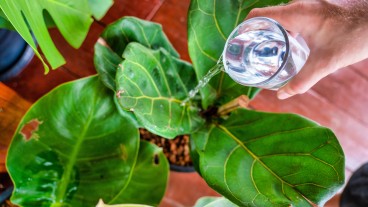acqua ossigenata piante
