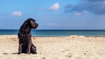 Plages où les chiens sont admis